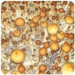 Псилоцибиновые (галлюциногенные)  грибы Psilocybin "Golden Teacher" в Спасске