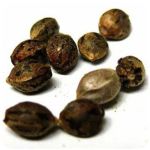 Семена марихуаны АК-47  (Seeds AK-47) в Спасске